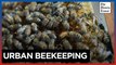 Urban beekeeping creates a buzz in Taiwan