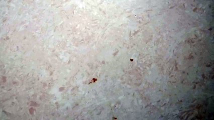 video_2024-04-15_10-41-29