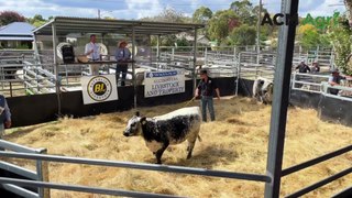 Heifer hits $60,000 at Battalion Livestock Speckle Park sale | April 15, 2024 | The Land