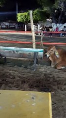 #Ganaderia #Expo #Feria Lazaro Cardenas #Michoacan #Mexico Juegos Mecanicos y Ganado Turismo