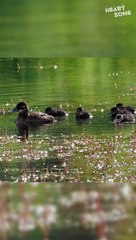 Following Mama! Adorable Ruddy Ducklings Take Their First Swim