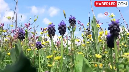 Yayla ve köyler baharla yeşile bürünerek renklendi