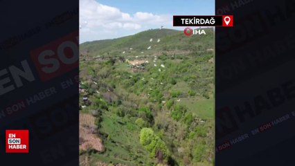 Tekirdağ’da pelikanların göçü muhteşem görüntülere sahne oldu