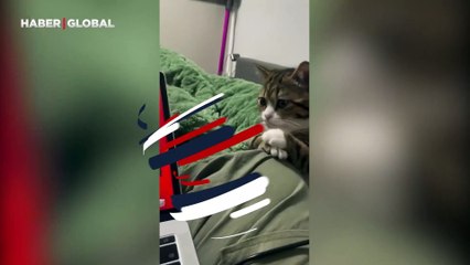 Yavru kedinin sevimliliği görenleri büyüledi: Bakışlarıyla efsaneler arasına girdi