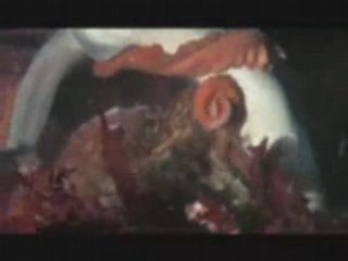 shark attacked by an octopus.....sob7an-allah