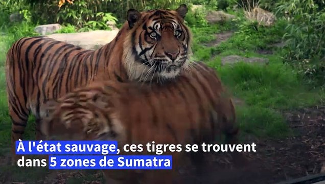 Deux tigres de Sumatra, espèce en danger, naissent en captivité à Amiens