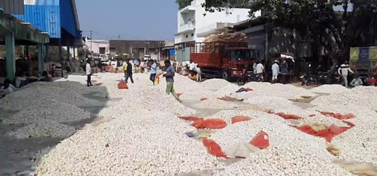 लहसुन के भावों में हो रही लगातार वृद्धि, फिर भी बढऩे की है आस