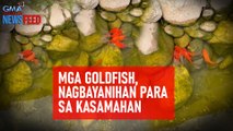 Mga goldfish, nagbayanihan para sa kasamahan | GMA Integrated Newsfeed