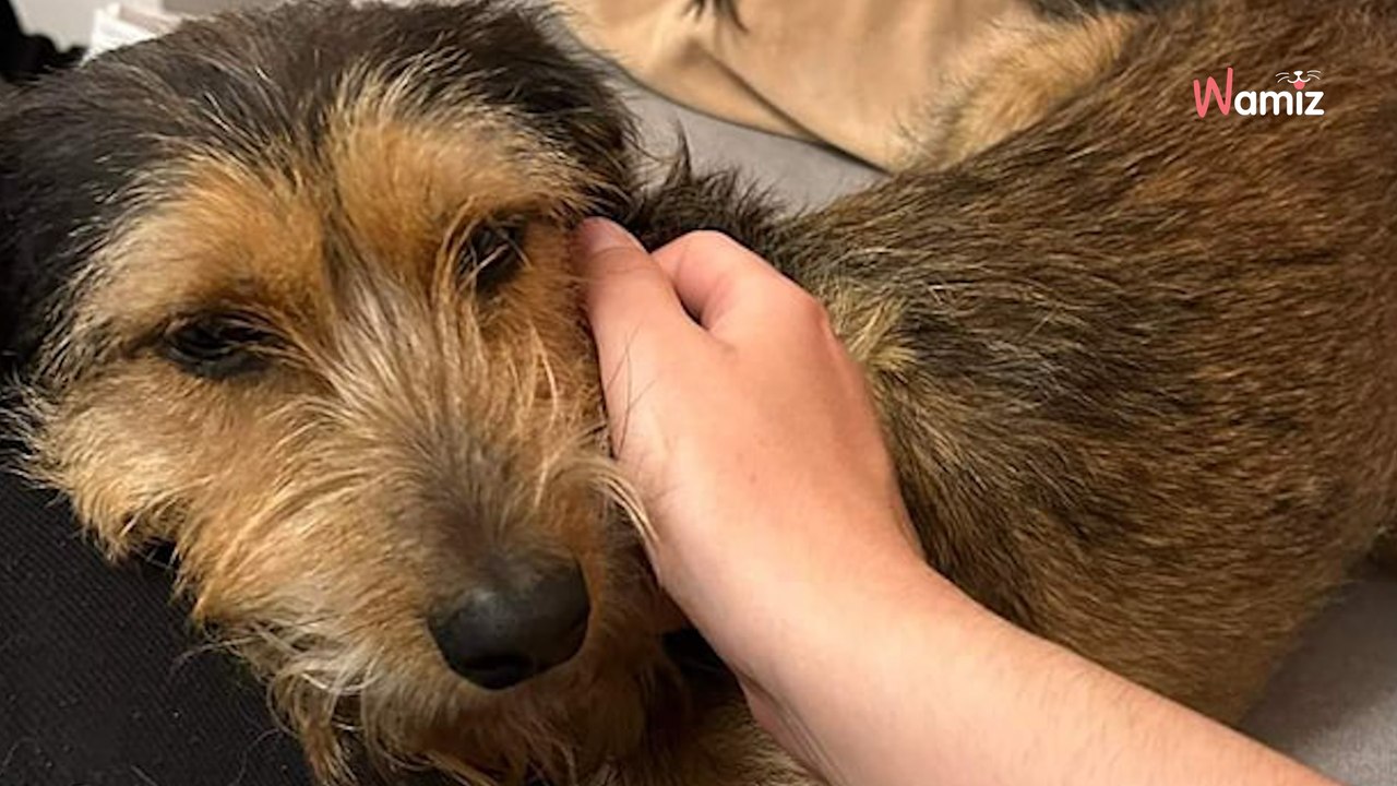 Sauvé de la fourrière alors qu'il n'avait que la peau sur les os, ce chien idéal pour une famille cherche son bonheur