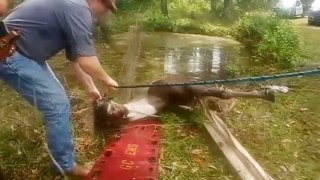 Emergency crews rescue drowning horse from pond