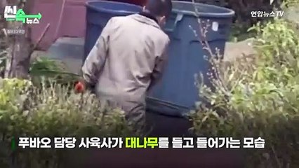 [씬속뉴스] 중국 사생팬이 찍은 마당에 잠깐 나온 푸바오