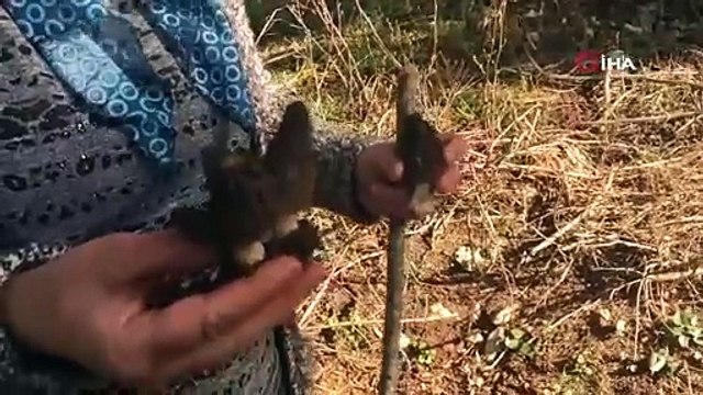 Ormandan toplayıp, 600 TL'ye satıyorlar