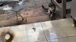 Seagull Wins Treat From Cat in Square Off