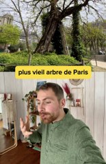 Le plus vieil arbre de Paris 