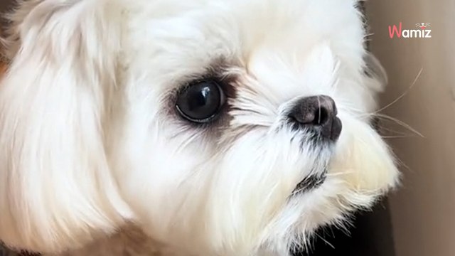 Le chien est choqué par la décision de son humaine : 62,7K personnes hésitent entre rires et larmes (vidéo)