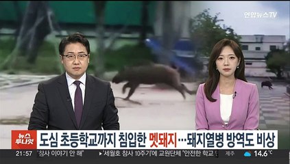도심 초등학교까지 침입한 멧돼지들…'돼지열병 방역'도 비상