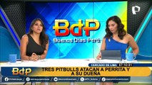 Perrito está delicado tras ser atacado ferozmente por tres canes en Cercado de Lima