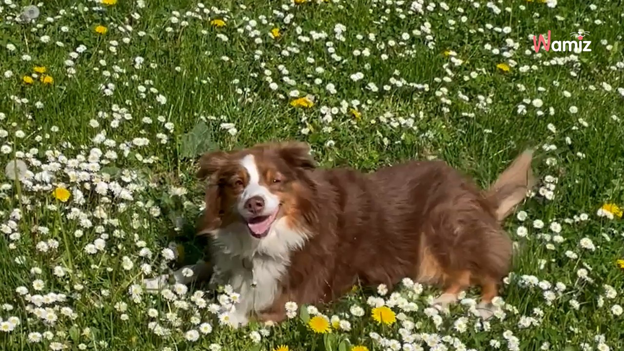 In primavera, portare a spasso il cane senza guinzaglio nel bosco può costare un sacco di soldi!