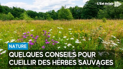 On ne s’improvise pas cueilleur d’herbes sauvages, voici quelques conseils