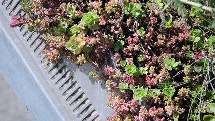 Sedum couleurs