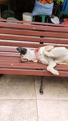 Froilán el Perrito Chapaco