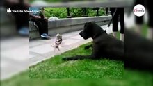 Chihuahua se pone chulo con un gran danés: ¡a la gente se le ponen los pelos de punta! (Vídeo)
