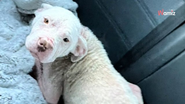 Kobieta zauważa biały worek przy drodze. Nie takiej zawartości się spodziewała