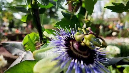 La Fête du végétal du château Coquelle