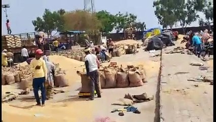 Kota Mandi : सरसों, मैथी व धनिया में मंदी, चना तेज