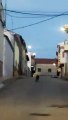 De paseo por las calles de un pueblo de Albacete una tarde de domingo, así sorprendió un lince ibérico a los vecinos