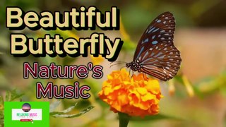 Harmony of Nature: Relaxing Music for Mind Relaxation, Stress-Free Meditation, and Inner Peace Restorative Music, Spiritual Healing, Calm Mind, Peaceful State, Relaxation Music, armony of Mind and Body, Stress Reduction,