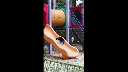 Funny animal videos 2024- Funny cats_dogs  - Funny animals