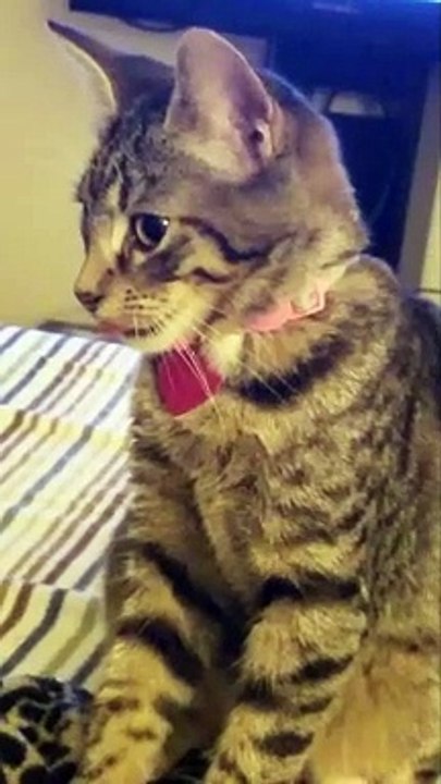 Kitten Wiggles Its Tongue