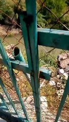 رصد تمساح ضخم بالحمة الأردنية