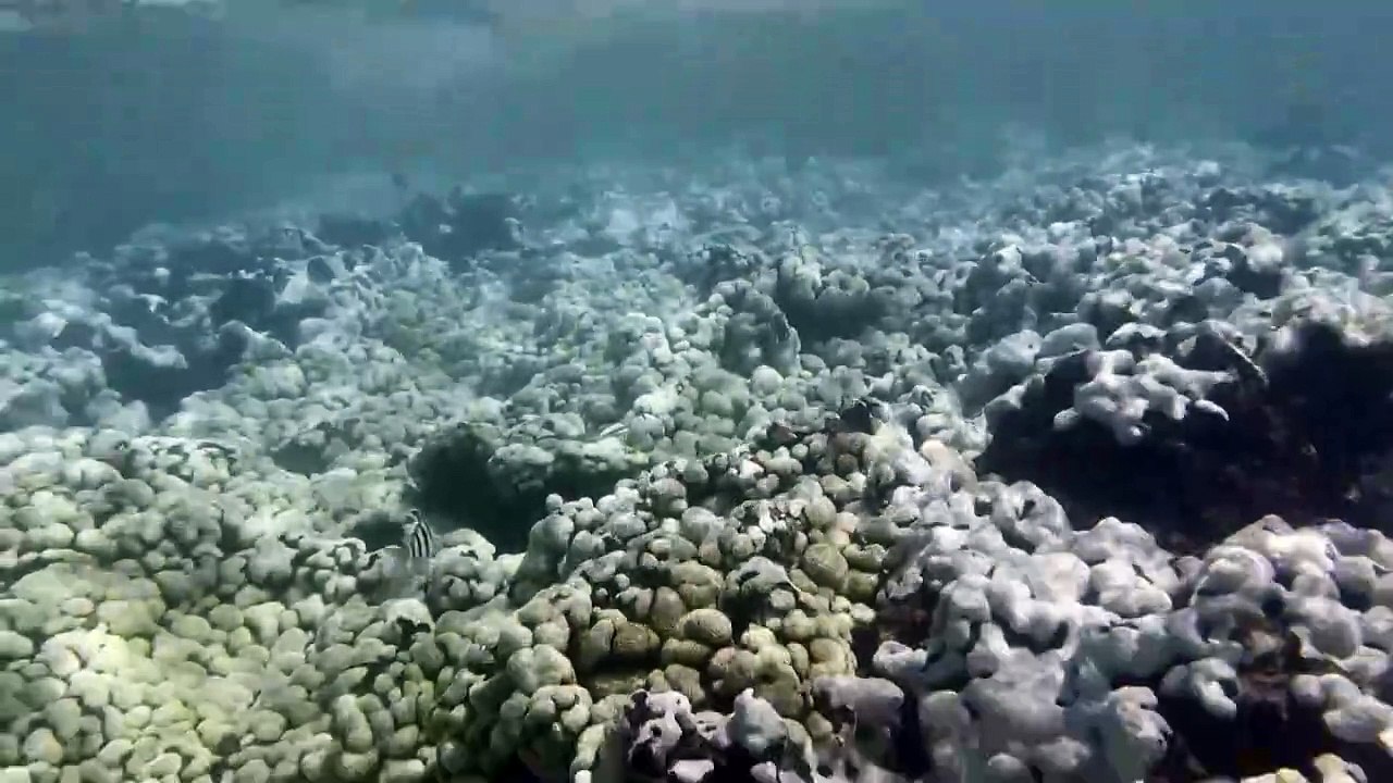 Branqueamento de corais volta a ser registrado