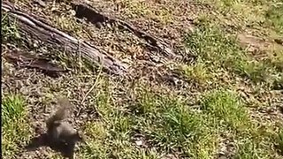 Un écureuil solidaire vient sauver son ami d'un serpent