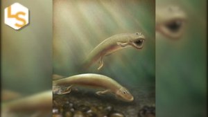 Strange Ancient Fish Had Front And Back Legs