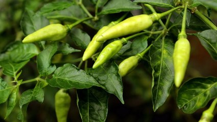 The Best Companion Plants for Peppers, Plus Tips to Ensure a Flourishing Crop
