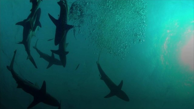 Study Warns Deadly Ocean Upswells Increasing Due to Climate Crisis