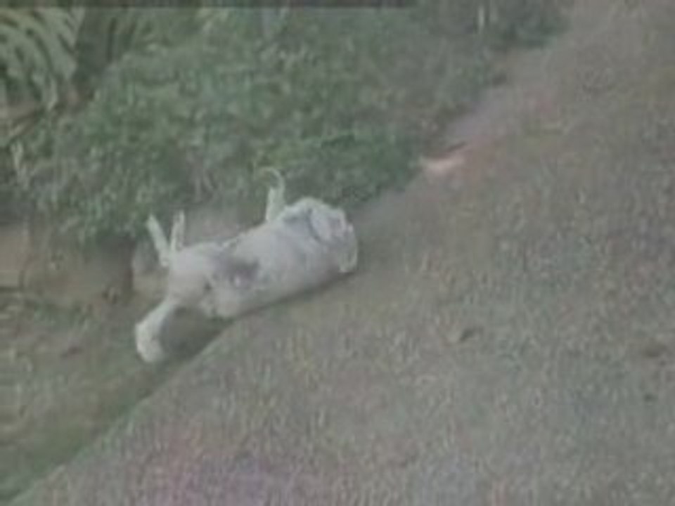 un chien bien étrange