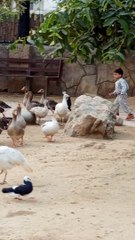 Catching Ducks around you #viral #trending #foryou #reels #beautiful #love #funny #delicious #fun #love #yummy