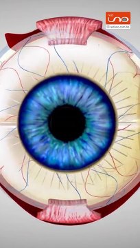 #EnRedUno | Sabias estos datos sobre nuestros ojos.