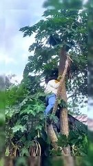 papaya fruit belonging to neighbors