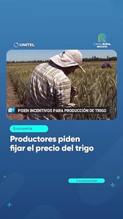Productores piden fijar el precio del trigo