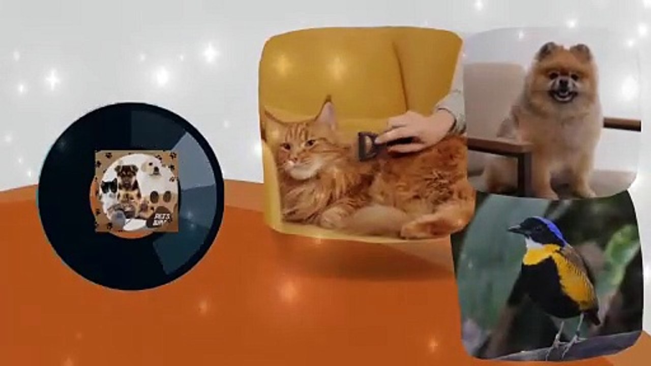 How to eliminate fleas on cats | Pets and Birds