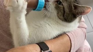 Woman Bottle-Feeds Cat
