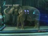 Elefante in bolla di sapone