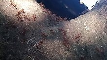 ABUHOS HAMTIK RED ANT'S !