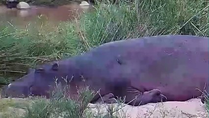 Ces Lions Ont Attaqué Un Hippopotame ! Voici Ce Qui S'est Passé Ensuite....