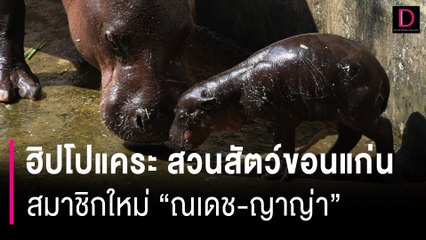 เปิดตัว! ลูกชาย "ณเดช-ญาญ่า" ฮิปโปแคระ สมาชิกใหม่สวนสัตว์ขอนแก่น | HOTSHOT เดลินิวส์ 16/04/67